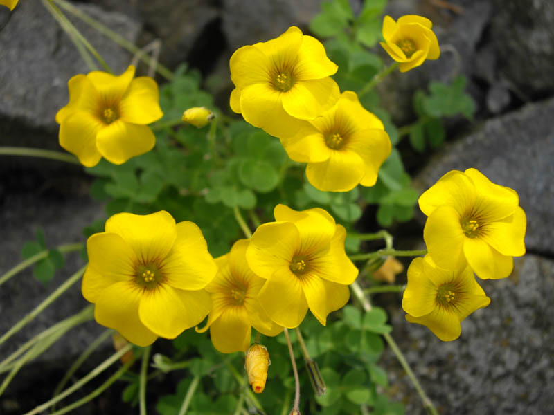 Oxalis perdicaria 6